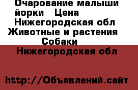 Очарование малыши йорки › Цена ­ 10 000 - Нижегородская обл. Животные и растения » Собаки   . Нижегородская обл.